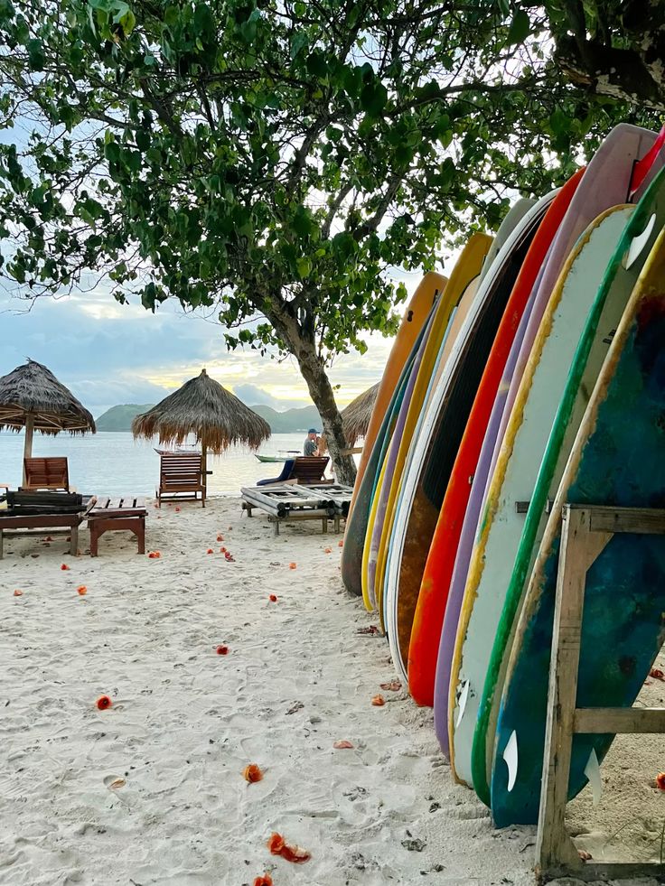 Colorful surfboards are lined up on sandy beach under a leafy tree, with straw umbrellas, wooden lounge chairs, and calm water in the background; scattered orange flowers dot the sand.